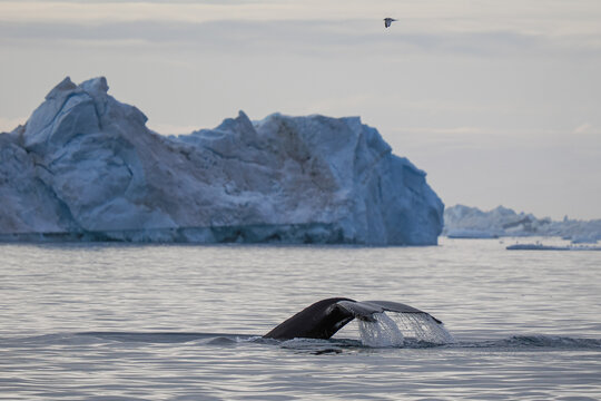 Humpback whale tail rises from cold Arctic ocean with melting ice and icebergs in the background