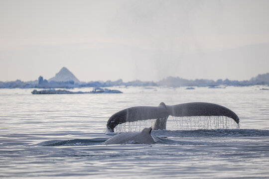 Humpback whale tail rises from cold Arctic ocean with melting ice and icebergs in the background