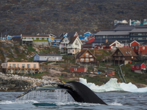 Humpback whale tail diving into water with colorful houses on a rocky hillside in the background