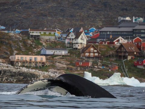 Humpback whale tail diving into water with colorful houses on a rocky hillside in the background