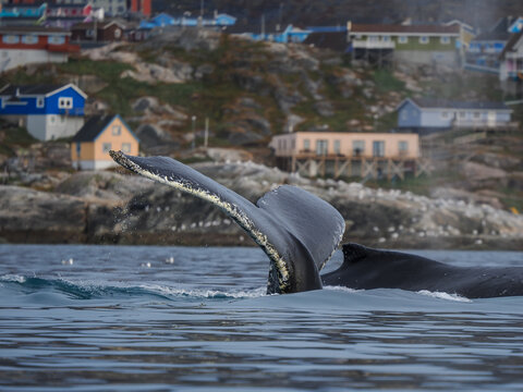Humpback whale tail diving into water with colorful houses on a rocky hillside in the background