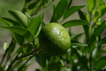 セトカ　ミカン
