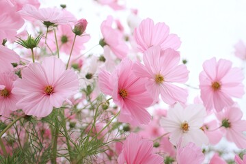 Delicate pink cosmos flowers in a garden.