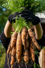 A bunch of young carrots with green tops in their hands.
