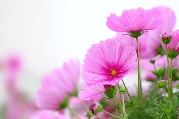 Beautiful pink cosmos flowers in a garden setting.