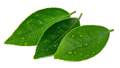 Fototapeta premium Fresh citrus leaves