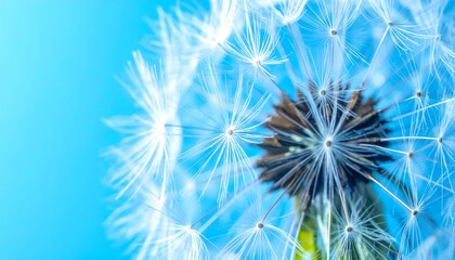 Close-up of dandelion seeds against a light blue background
