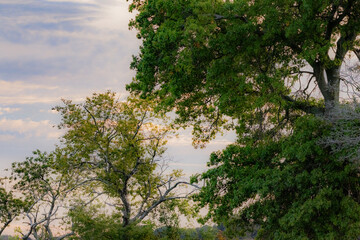 trees in the park at dusk