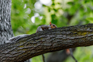 squirrel in the park 