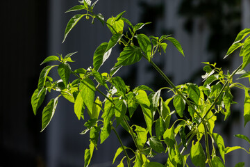 green leaves in the garden