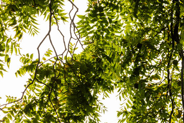 green leaves background