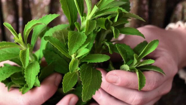 Vegetable Sweetener.Stevia rebaudiana in a womans hands.Natural sweet grass.Natural dietary sweetener. Alternative Low Calorie Vegetable Sweetener. 4k footage