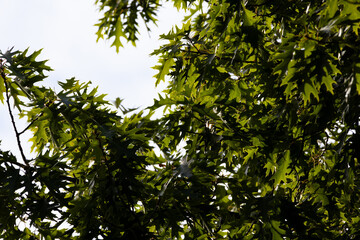 green leaves in the sun