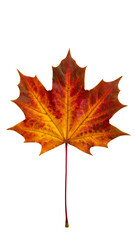 Obraz premium Autumn Leaf isolated on white with crisp sharp edges, natural foliage object for background or decoration, vibrant red yellow green fallen seasonal leaves, template for paper card banner or graphic