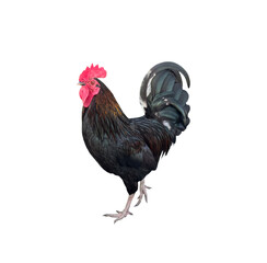 Black rooster isolated on transparent background.