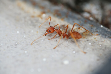 Macro shot of weaver red ant in Asia