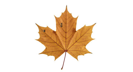 Close up of a single autumn maple leaf.