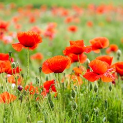 Obraz premium Vibrant poppy field in summer