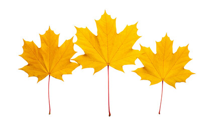 A vibrant trio of golden yellow autumn maple leaves with reddish stems, perfectly isolated on a pure white background for seasonal designs