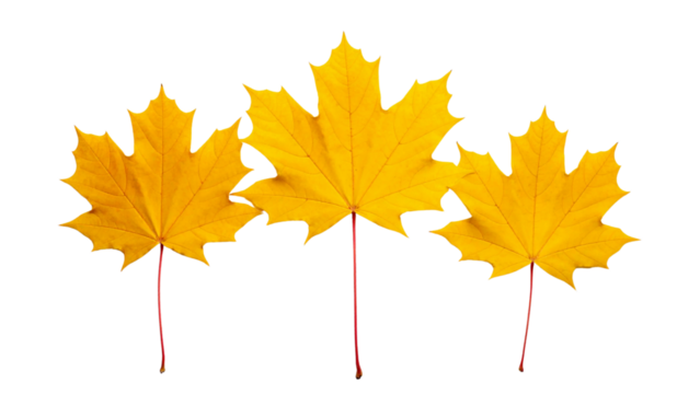 A vibrant trio of golden yellow autumn maple leaves with reddish stems, perfectly isolated on a pure white background for seasonal designs
