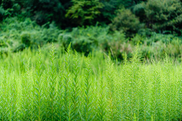 散歩の途中で見つけた光景
