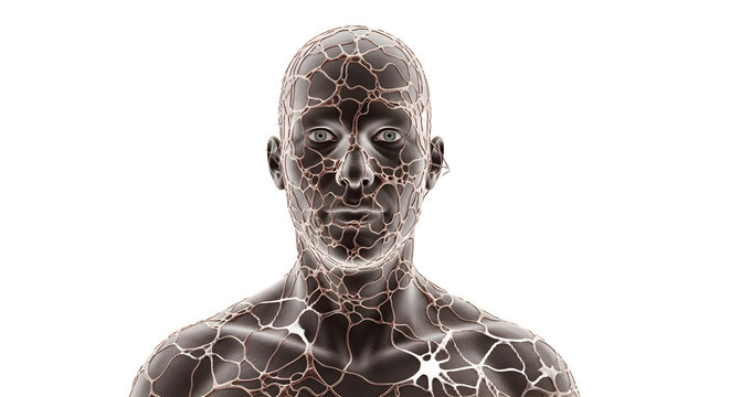 Human Anatomy Network Neural System.