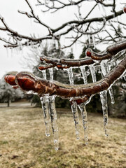 A close-up photograph of a tree branch covered in thick ice, with long icicles hanging from its buds and bark.
