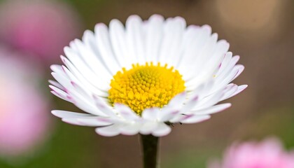 White Daisy in Focus.