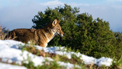 Wild Coyote in Snowy Landscape.
