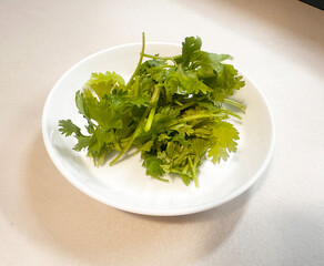 Fototapeta premium cilantro