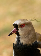 Side profile close-up of a Southern Lapwing (Vanellus chilensis), a distinctive South American bird with red eyes, slender crest feathers