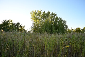 L&eacute;on-Gravel Park - Brossard - Montreal - Canada Nature