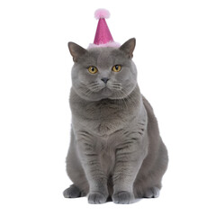 Impressive blue tortie British Shorthair cat, sitting facing front wearing pink party hat. Looking towards camera with amazing orange eyes. Isolated cutout on transparent background.