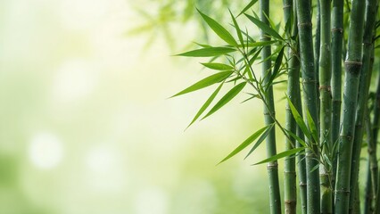 Dewy bamboo stalks framing a serene backdrop