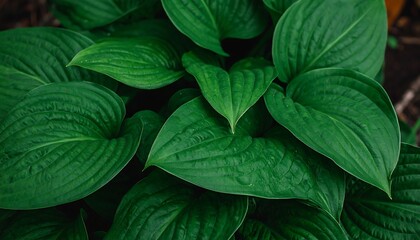 Close-up of lush green leaves
