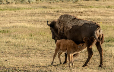 Red Dog Calf Nurses In Open Field