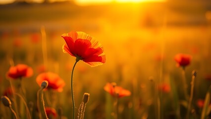 Naklejka premium Lone red poppy blooming in a golden field bathed in the soft light of sunset, evoking tranquility.