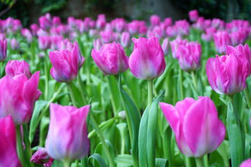 Tulips Flower