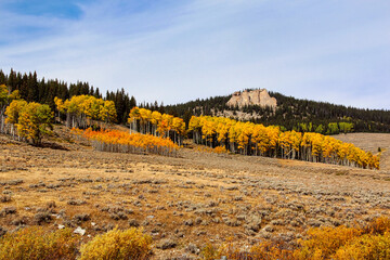 Fall Colors on Quaking Aspen while Driving over the Bighorn Mountains in Wyoming in Late Summer.