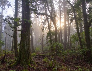 Fototapeta premium Misty forest scene with sunlight filtering through trees
