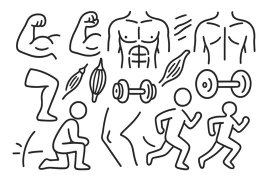 Muscle Anatomy Doodle. Hand-drawn doodle illustration muscular system arm muscle, leg muscle, chest muscle, back muscle, bicep icon, flexing arm, torso lines,
