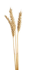 Fototapeta premium Many dried wheat ears isolated on white, top view
