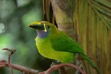 Blue-throated (Emerald) Toucanet on Perch in Tropical Forest, Monteverde Cloud Forest, Costa Rica, side view.
