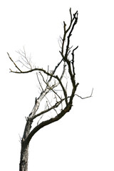 Tree branch without leaves isolated on white