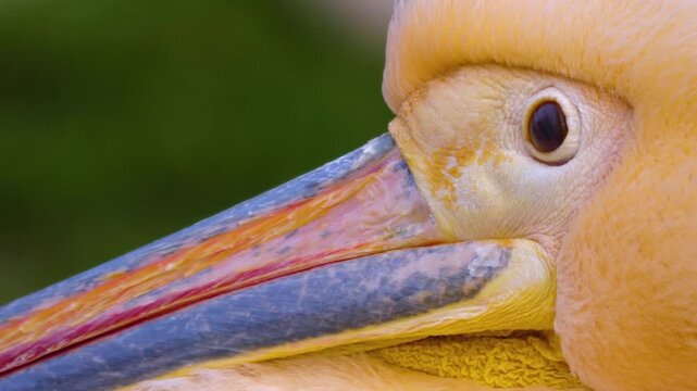Close up of  a pelican head on a cloudy autumn day resting and watching.