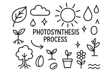 Photosynthesis Doodles. Hand-drawn doodle illustration Photosynthesis Process [leaf, sun, droplet, cloud, arrow, sparkle, star, root, tree, sprout, plant in
