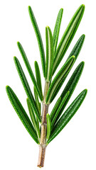 Obraz premium Close-up of fresh rosemary sprig (2)