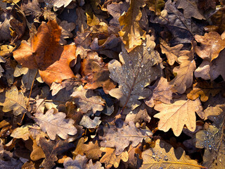 Obraz premium Fallen Oak Leaves with Raindrops – Autumn Background