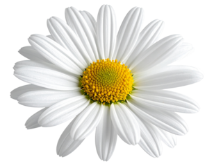 Close-up of a pristine white daisy, radiating outward with fine petals.  A vibrant yellow disc center
