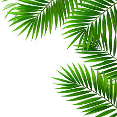 Obraz premium Tropical palm fronds frame a dark background